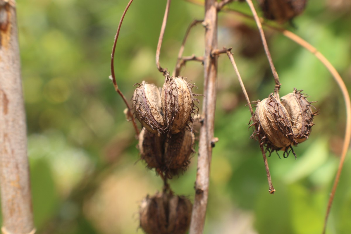 Ricinus communis L.